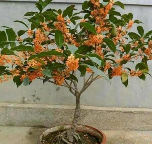 桂花能养在家里吗