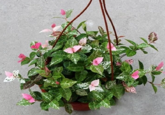 花叶络石的水培方法