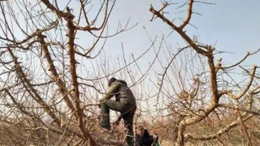 杏树剪枝时间及方法