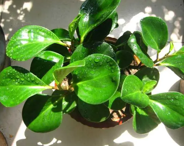 花卉碧玉的养殖方法