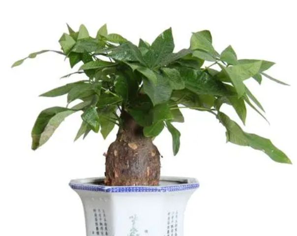 发财树的生长环境和温度如何