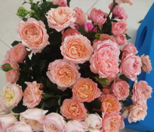 玫瑰花刚买回来怎么处理