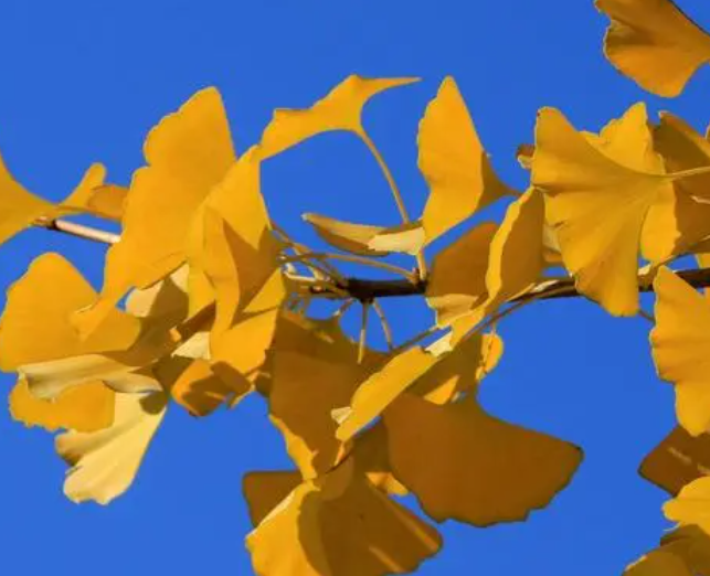 秋天银杏树如何养护呢