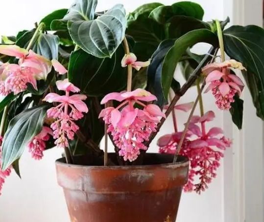 进口宝莲灯花如何养殖呢