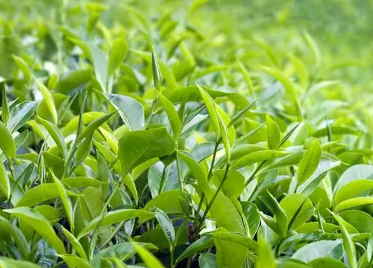 茶树什么时候栽最合适