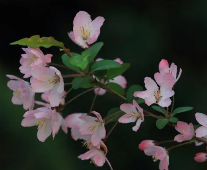 一年四季不断开花的花卉有哪些呢