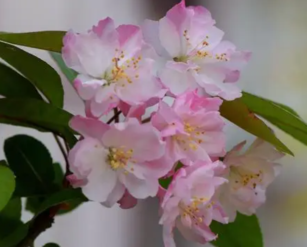 海棠花是适宜室内养殖的花卉吗