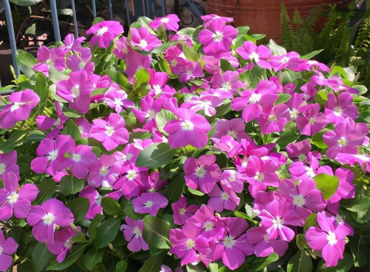 长春花什么时候季节可以施肥