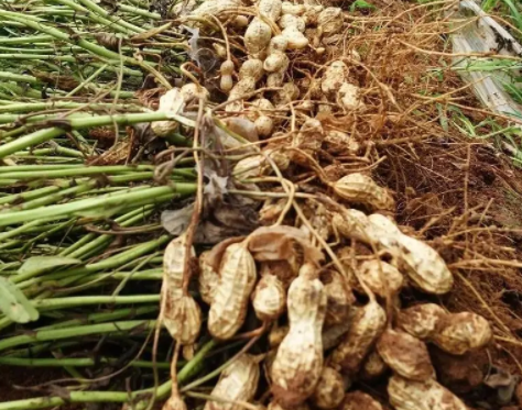 花生高产栽培技术要点是什么呢