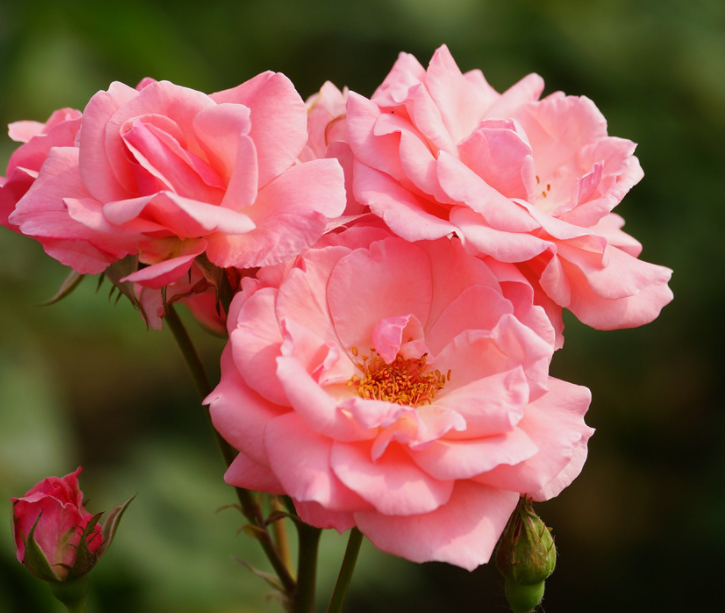 请问废油能浇哪些花