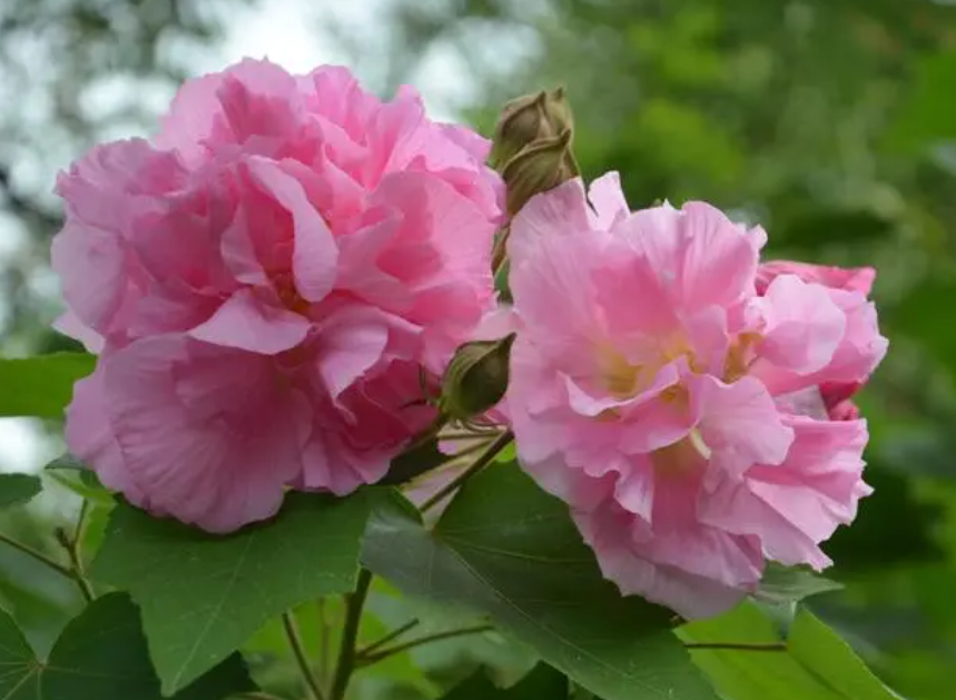 芙蓉花什么时候修剪比较好