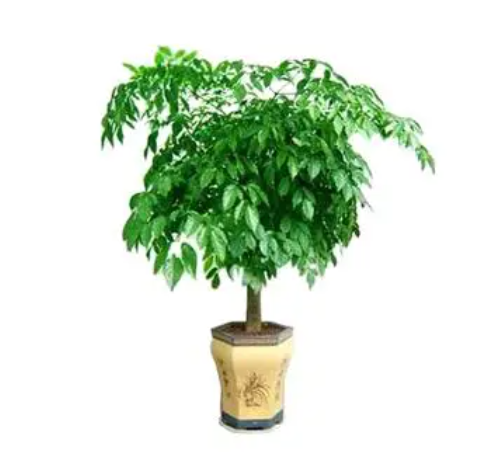 幸福树能开花吗