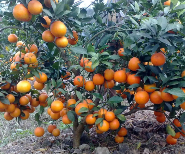 冬天适合种什么果树苗