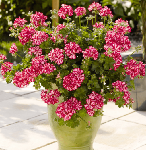 垂吊天竺葵花期