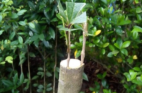 桂花用什么树嫁接最好