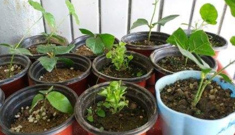 茉莉花如何扦插