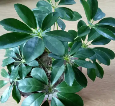 摇钱树换盆后多久浇水