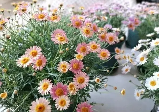 玛格丽特花蔫了怎么办