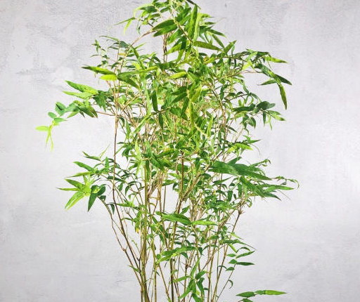 怎样能把竹子花养好