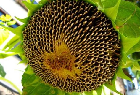 葵花籽是植物的种子吗