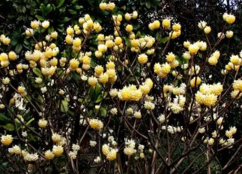 结香树什么时候种植