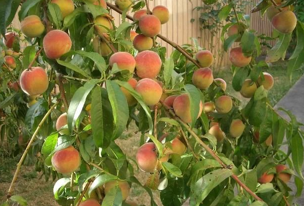 门外种桃树好不好