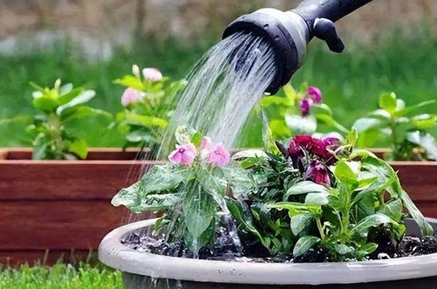 浇花用井水好还是自来水好