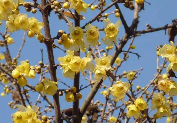 腊梅的花期和开花时间