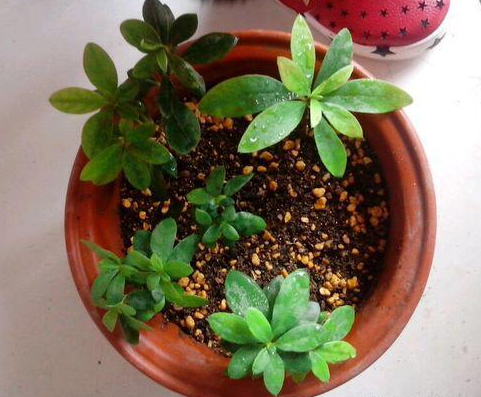 杜鹃花几月份扦插最好