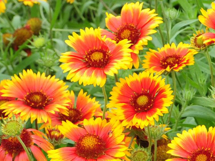 天人菊什么时候开花