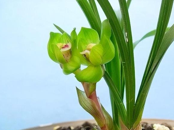 春兰必须春化才能开花吗