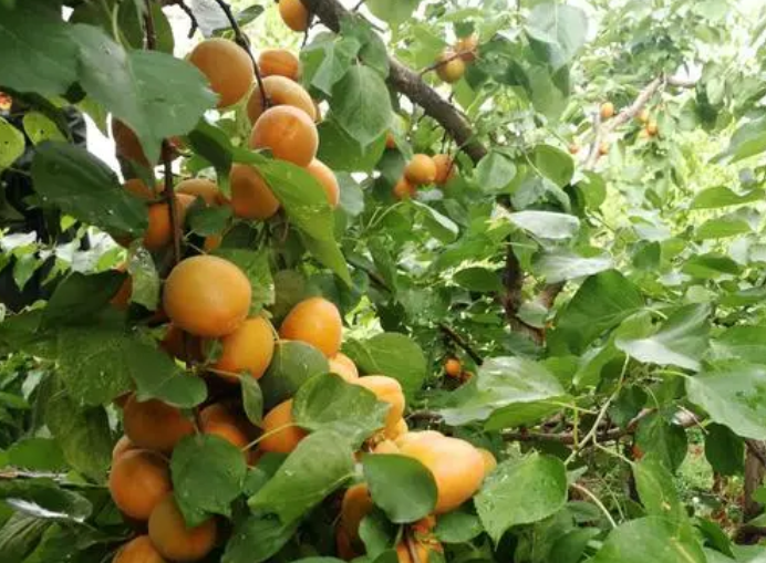 杏子树栽在哪里好