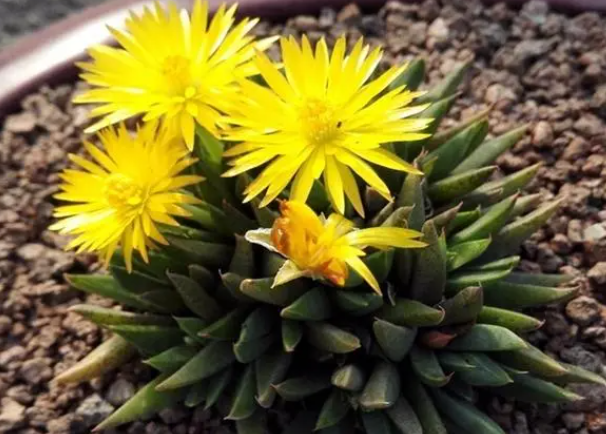 黄花照波夏天怎么浇水