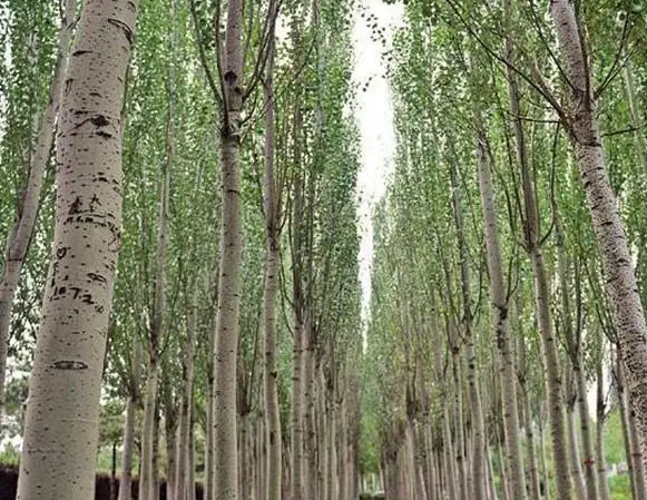 1o7杨树的栽培方法