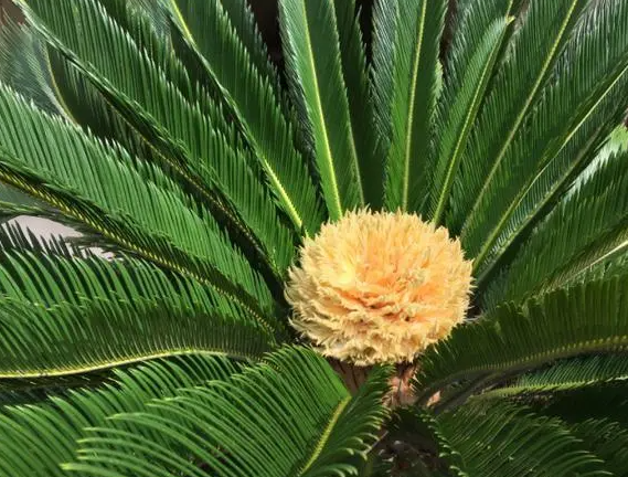 铁树的花期是什么时候