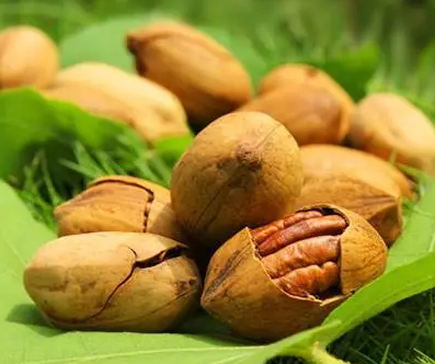 碧根果树适合在河南种植