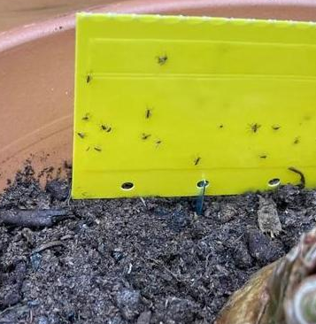 去除花盆里的小飞虫有什么办法