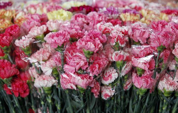 花市买的花为什么会死