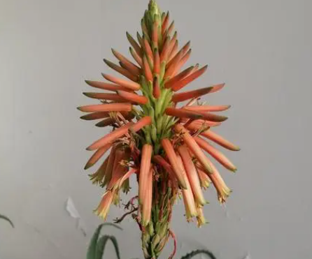 家里芦荟开花预示了什么呢