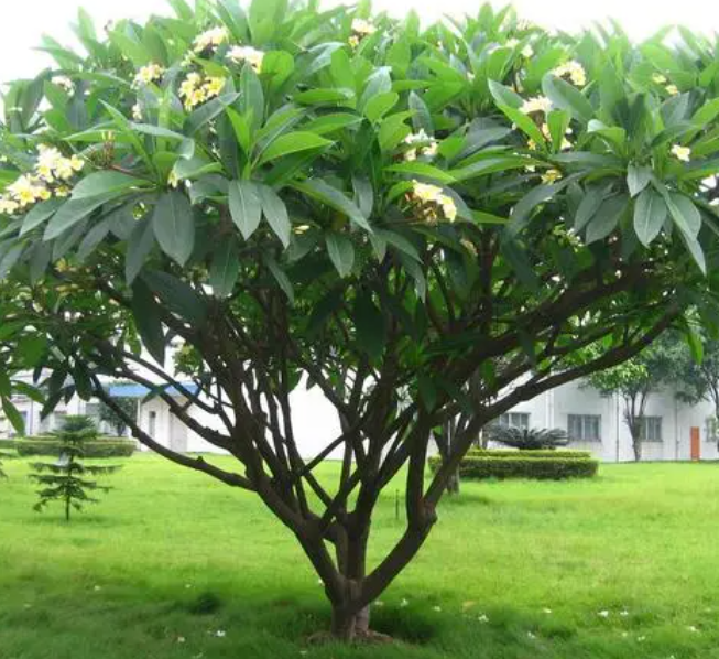 院子里的树高过房子好不好