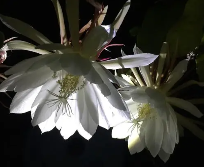 昙花适合每天浇水吗