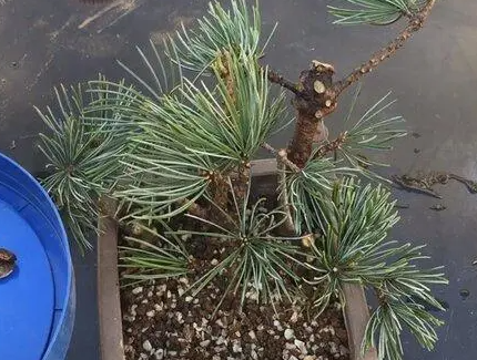 松树扦插为什么不易生根