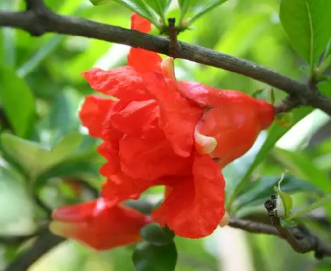 石榴花不开花怎么办