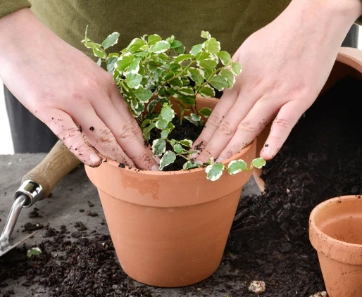 夏季能不能给花换盆
