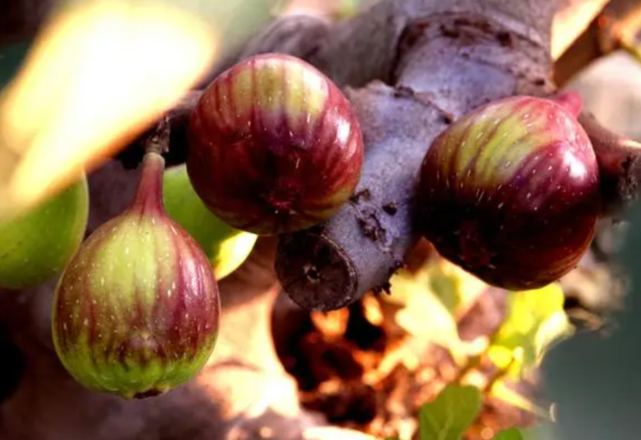 无花果栽在家里的什么位置好?