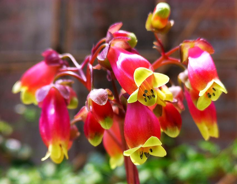 宫灯长寿花冬天怎么养