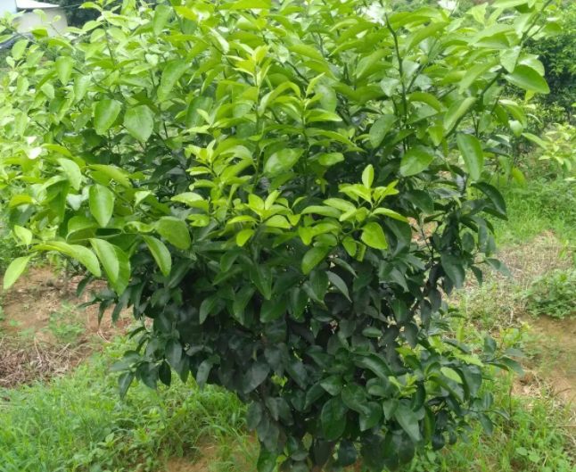 柑橘幼树施什么肥好