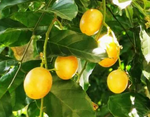 黄皮树怎样才能多结果