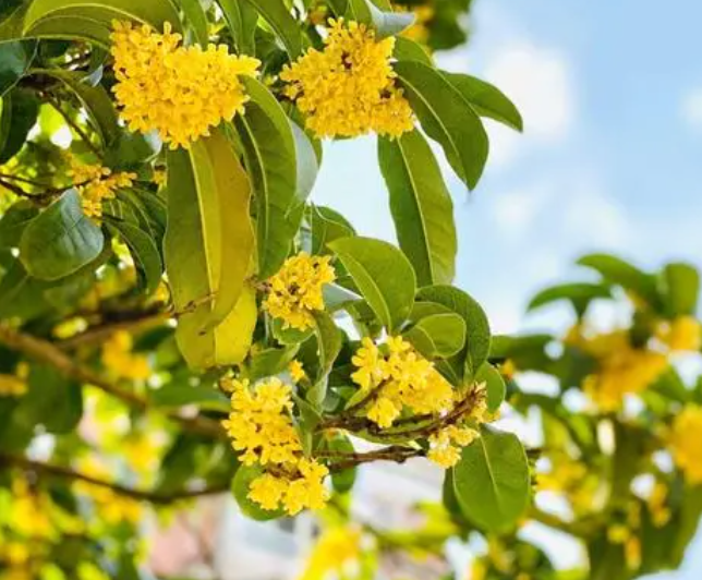 桂花树施什么肥