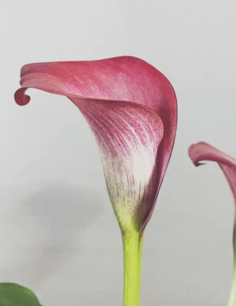 马蹄莲开花后能不能晒太阳